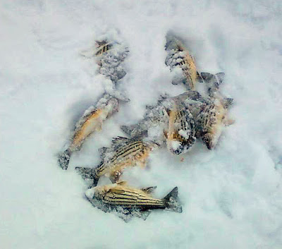 A photo of striped bass laying in the snow.