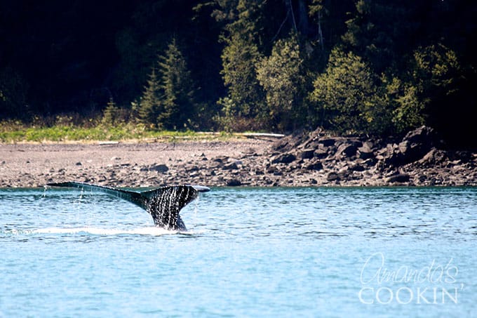 Whale excursion at Icy Strait Point