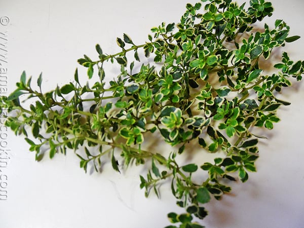 A photo of fresh lemon thyme leaves.