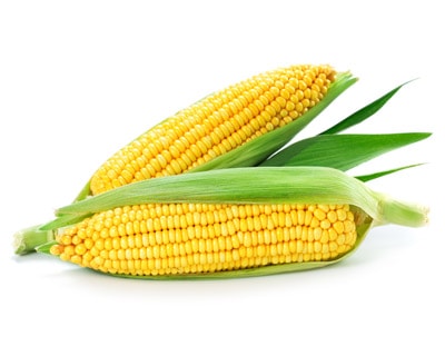 An ear of corn isolated on a white background