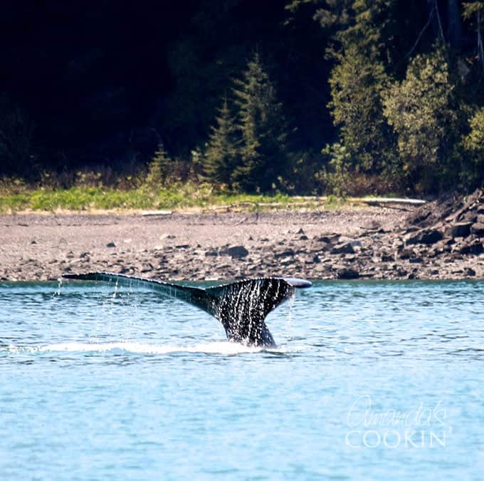 what tail coming out of water