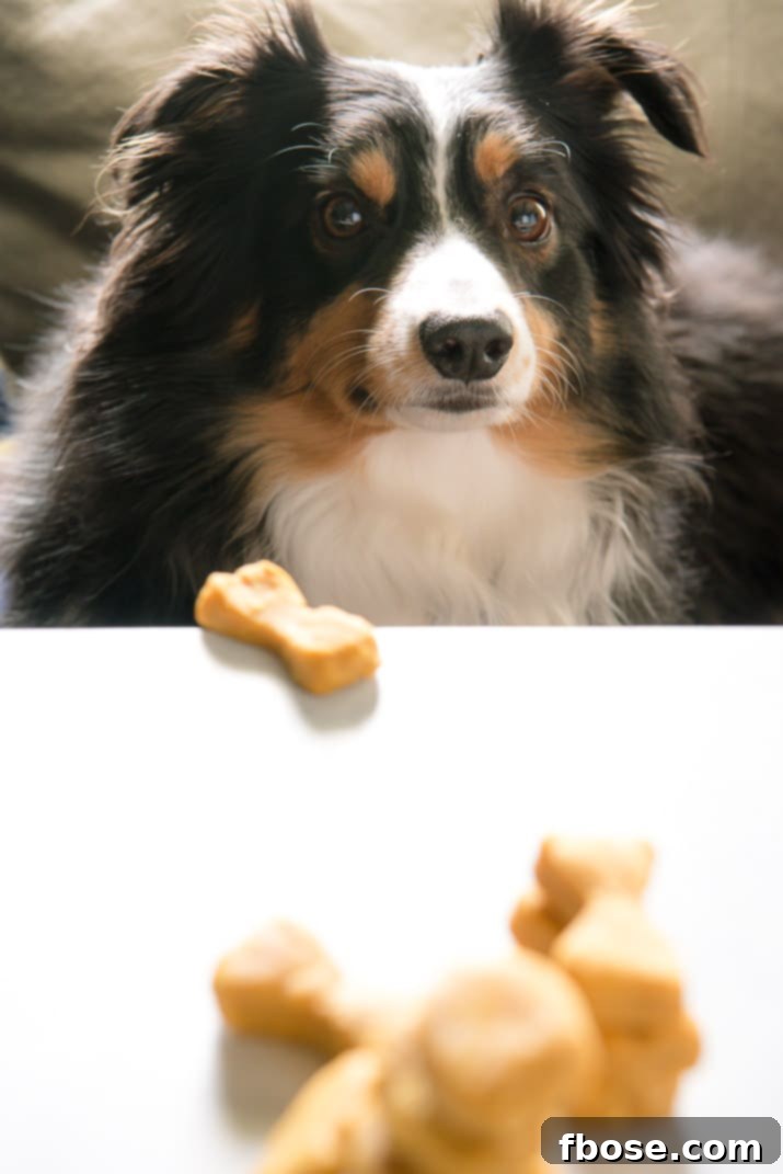 A hand placing a tray of freshly baked, bone-shaped pumpkin peanut butter dog treats on a cooling rack.