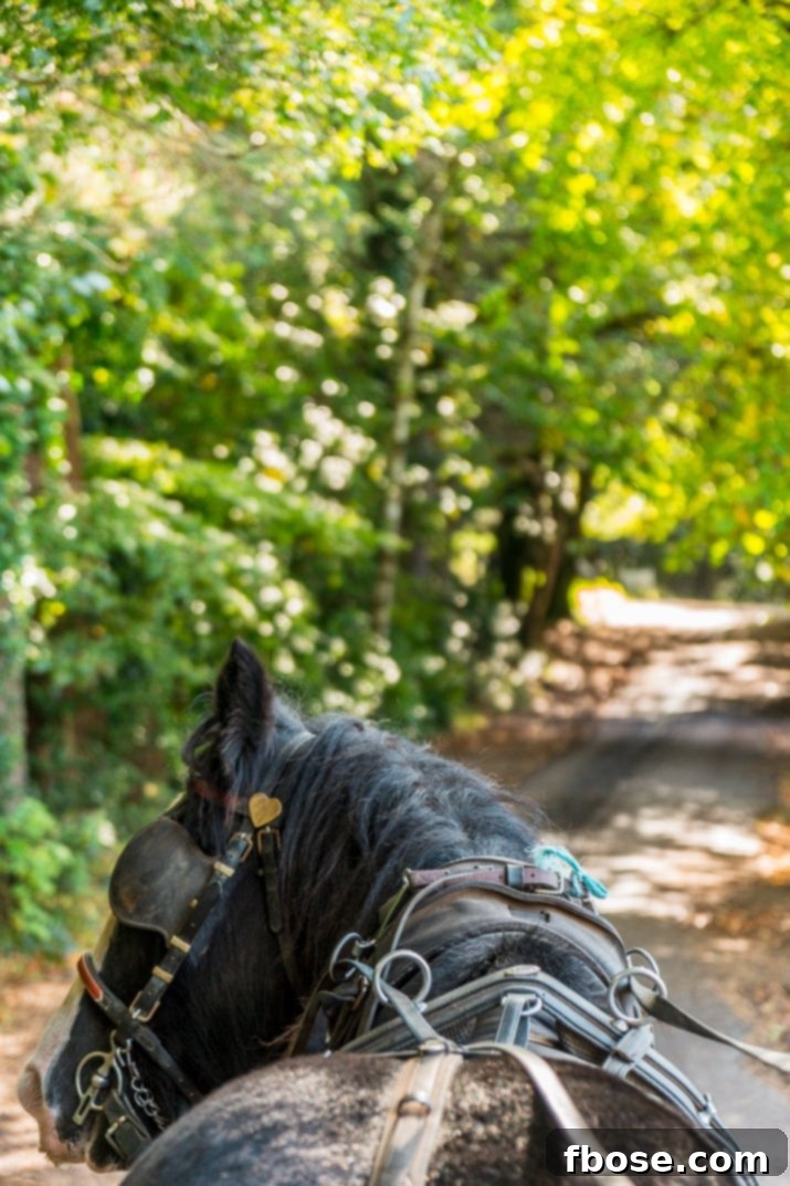 Jaunting Car in Killarney Ireland