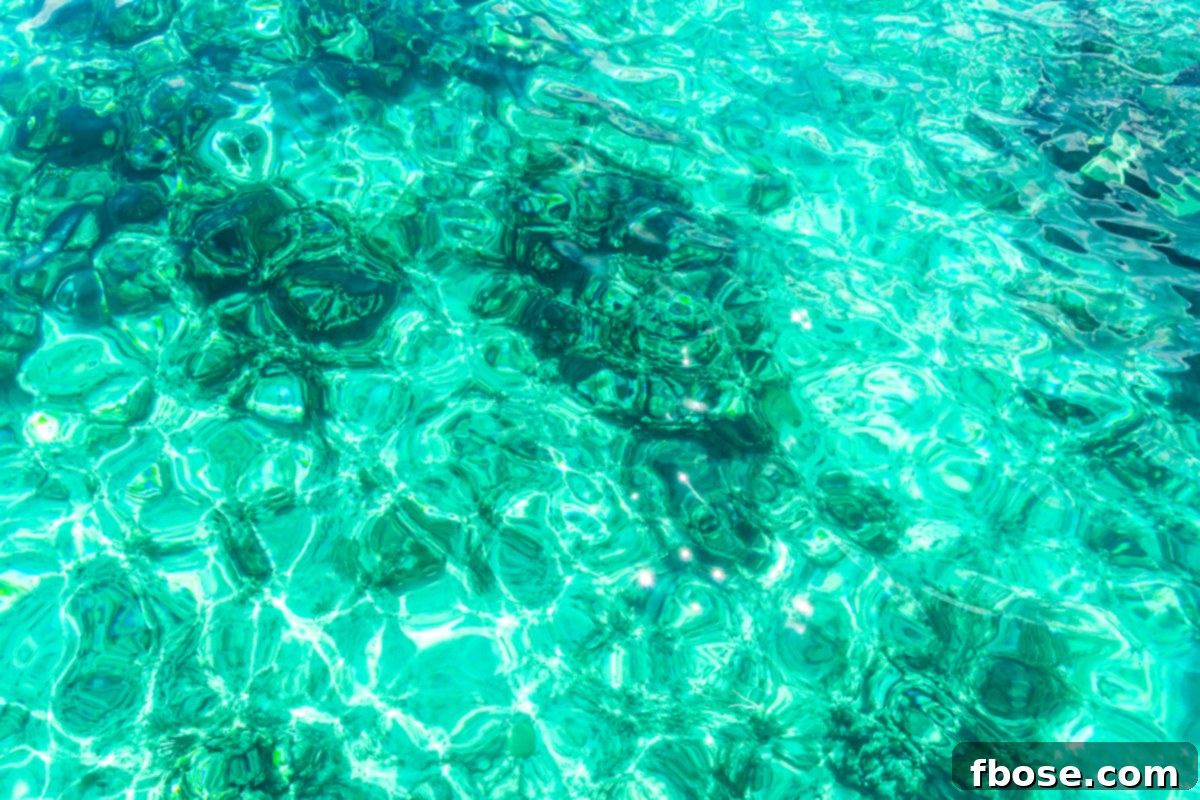 Grand Turk Island: Your Port Adventure Guide 7 A vibrant coral reef flourishes beneath the surface of crystal-clear turquoise water. The intricate patterns and colors of the coral create a mesmerizing underwater landscape.