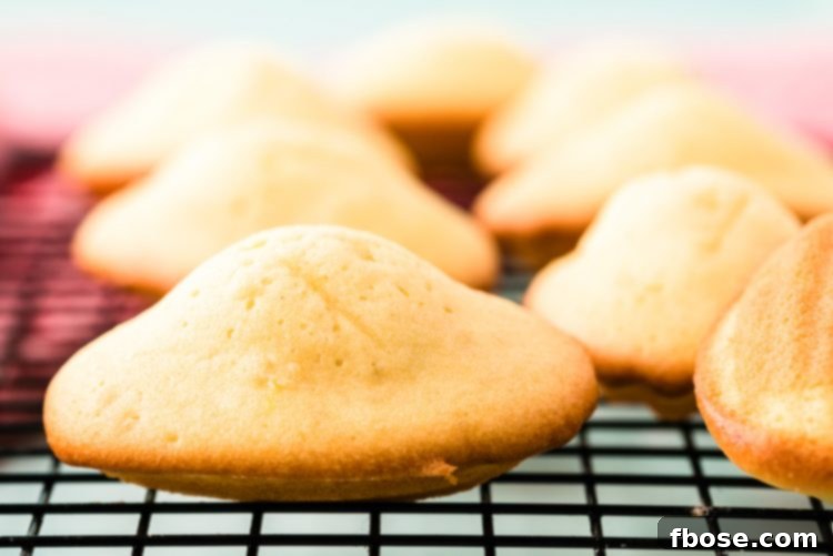 French Madeleine's Pearl side up, elegantly dusted with powdered sugar.